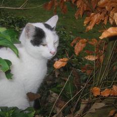 Blanding af racer Pelle *R.I.P*