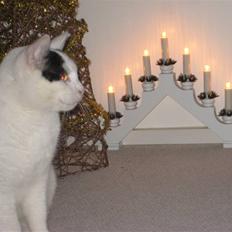 Blanding af racer Pelle *R.I.P*