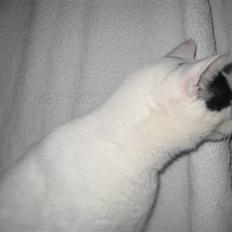 Blanding af racer Pelle *R.I.P*