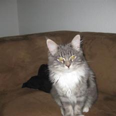 Blanding af racer Máni 