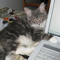 Blanding af racer Máni 