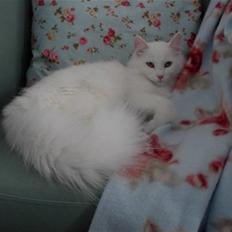 Norsk Skovkat Calina Fou. R.I.P