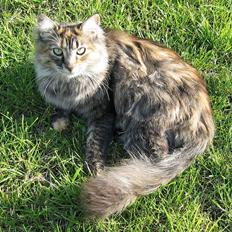 Blanding af racer Pjuske