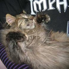 Blanding af racer Pjuske