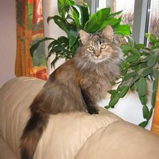 Blanding af racer Pjuske