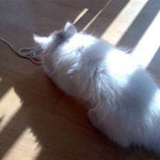 Norsk Skovkat Tjalfe