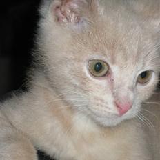 Blanding af racer speedy