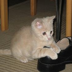 Blanding af racer speedy