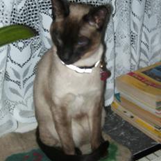 Siameser Macho Mogens