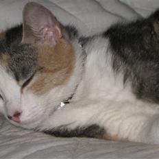 Blanding af racer Baby Plet <3