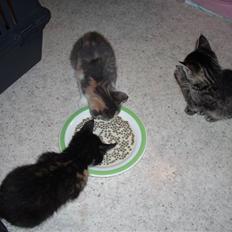 Blanding af racer Baby Plet <3