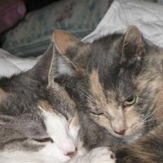 Blanding af racer Baby Plet <3