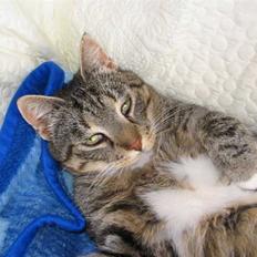 Huskat Elvis R.I.P. 04.02.09