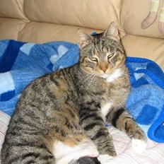 Huskat Elvis R.I.P. 04.02.09