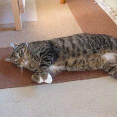 Huskat Elvis R.I.P. 04.02.09