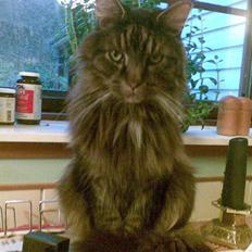 Maine Coon Figaro