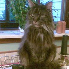 Maine Coon Figaro