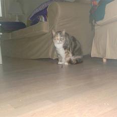 Blanding af racer astrid