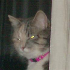 Blanding af racer astrid