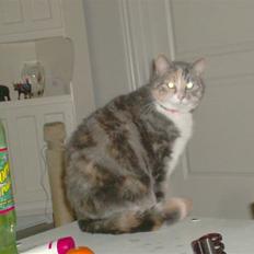 Blanding af racer astrid