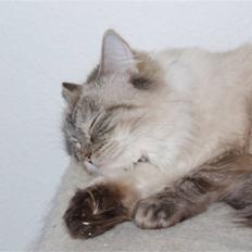 Ragdoll Cecea