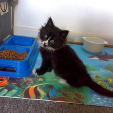 Blanding af racer BonJovi