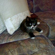 Blanding af racer BonJovi