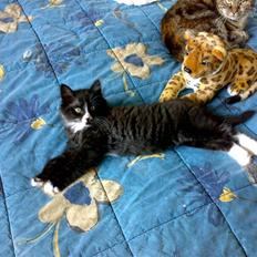 Blanding af racer BonJovi