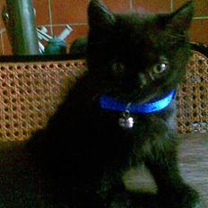 Blanding af racer blacki   (død)