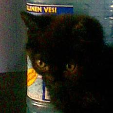 Blanding af racer blacki   (død)