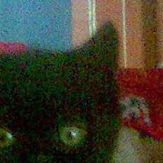 Blanding af racer blacki   (død)