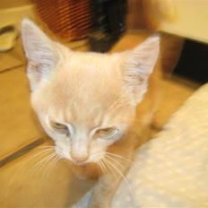 Huskat Bailey (R.I.P d. 10/1 09)