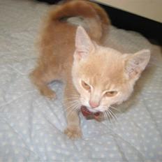 Huskat Bailey (R.I.P d. 10/1 09)