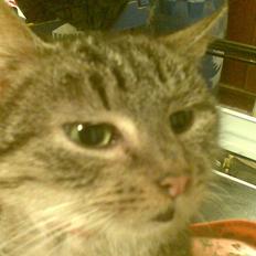 Huskat levetand (død)