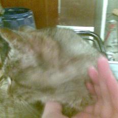 Huskat levetand (død)