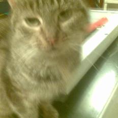 Huskat levetand (død)