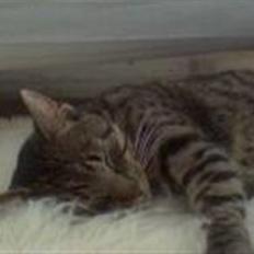 Huskat Christian Harboe