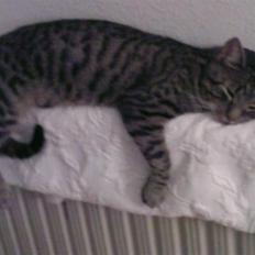 Huskat Christian Harboe