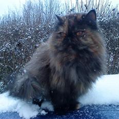 Perser Pythagoras Destiny