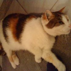 Huskat Kingki    R.I.P.