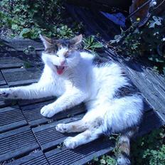 Huskat Kingki    R.I.P.