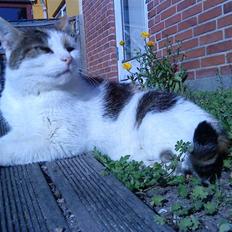 Huskat Kingki    R.I.P.