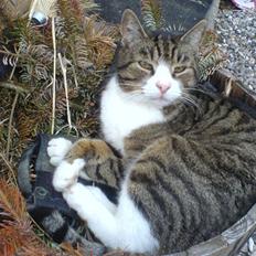 Blanding af racer Tarzan