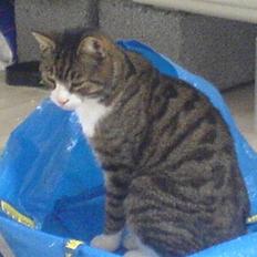 Blanding af racer Tarzan