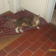 Blanding af racer tiger(død)