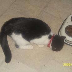 Blanding af racer wupti *død*