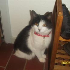 Blanding af racer wupti *død*