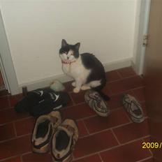 Blanding af racer wupti *død*