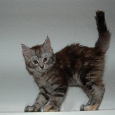 Maine Coon Kiki P ( Kiksen)