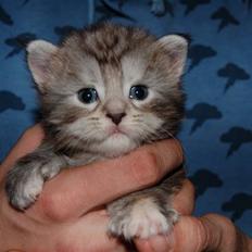 Maine Coon Kiki P ( Kiksen)